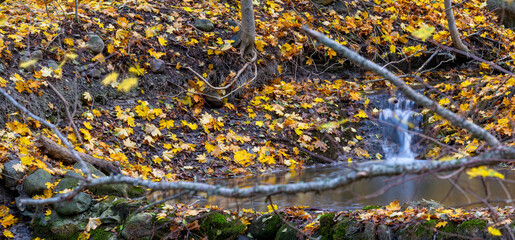 Autumn colored leafs next to an small stream in forest landscape