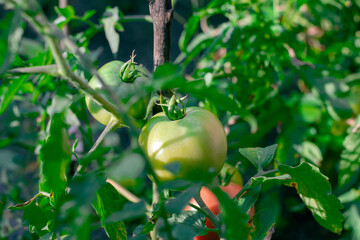 Green tomatoes in the garden. Growing tomatoes. Tomato plants in greenhouse