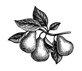 Canvas Print - ink sketch of pear.