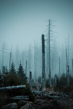 View Into A Foggy And Mystic Forest With Dead Straight Pine Tree Silhouettes In The Mist. Moody Winter Mountains, Harz National Park In Germany. In The Dark Woods Walking Alone Outdoors