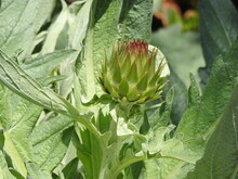 A Green Flower With A Spiky Head