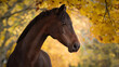 Sanftes Portrait eines braunen Pferdes vor herbstlichem Hintergrund