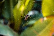 Golden Silk Orb-weaver Giant Spider In Web In Rainforest