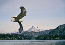 Selective Focus Shot Of American Bald Eagle In Flight Over The Lake