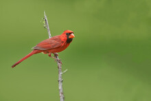 Selective Focus Shot Of Cute Red Cardinal Perched On A Branch