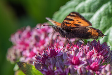 Wall Mural - butterfly on flower