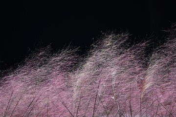 Wall Mural - Muhlenbergia capilllaris / Poaceae evergreen grass