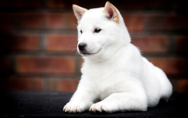 Wall Mural - white hokkaido puppy looking sideways