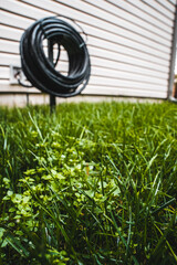 grass and hose in the backyard garden