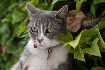 beautiful cat isolated