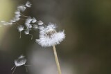 Fototapeta Dmuchawce - Pusteblumen mit fliegendem Samen