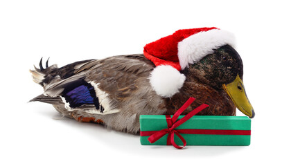 Canvas Print - Duck with Christmas hat with a gift.