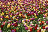 Fototapeta Tulipany - Field Of Colorful Tulips