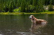 © Valmedia - Beautiful blond labrador dog in a mountain lake surrounded by vivid green and lush vegetation standing and looking left. Copy space at left.