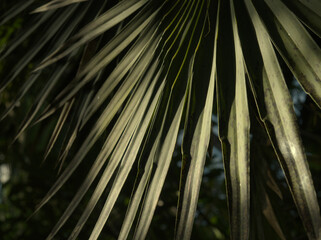 A leaf in closeup in shadow and light in jena