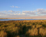 Fototapeta Paryż - Salt lake in Atacama desert with grass landscape, Chile