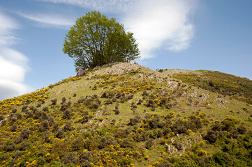 View of a hill with trees on the top. Diano Valley, Salerno, Italy