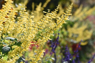 Wall Mural - Salvia flowers / Lamiaceae native to Brazil plant