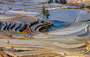 Wall Mural - Rice terraces in Yuanyang County. Yunnan Province. China.