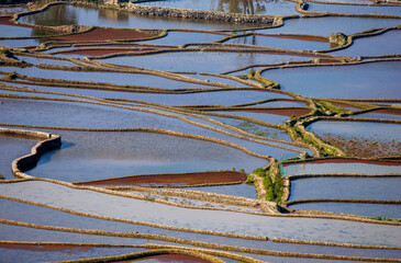 Wall Mural - Rice terraces in Yuanyang County. Yunnan Province. China.