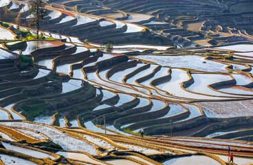 Wall Mural - Rice terraces in Yuanyang County. Yunnan Province. China.