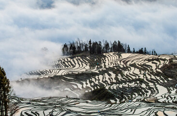 Wall Mural - Rice terraces of Yunnan province amid the scenic morning fog. Yuanyang County. China.