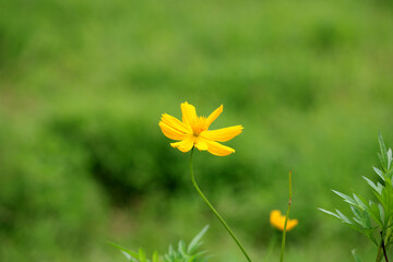 The close-up view of Sulfur Cosmos blooming.