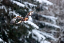 Close-up Portrait Of Golden Eagle Flying In Natural Environtment, Winter Time, Aquila Chrysaetos.