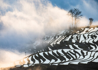 Wall Mural - Rice terraces of Yunnan province amid the scenic morning fog. Yuanyang County. China.