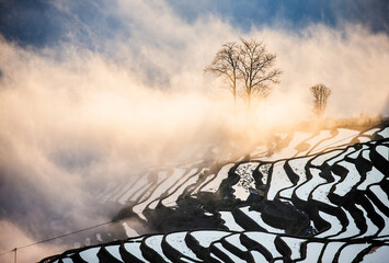 Wall Mural - Rice terraces of Yunnan province amid the scenic morning fog. Yuanyang County. China.