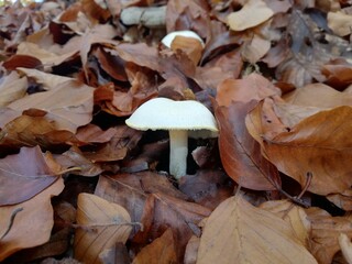 Canvas Print - White mushrooms on the ground covered with brown dry autumn leaves