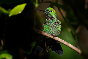 Wall Mural - Green-crowned Brilliant - Heliodoxa jacula large, robust hummingbird that is a resident breeder in the highlands from Costa Rica to western Ecuador