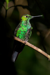Wall Mural - Green-crowned Brilliant - Heliodoxa jacula large, robust hummingbird that is a resident breeder in the highlands from Costa Rica to western Ecuador