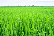 Green Rice Field In Thailand