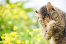 A Cat Surrounded By Flowers On A Sunny Spring Day