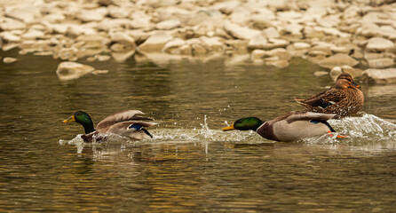 The photo shows two male mallard ducks, but it is not entirely certain whether they are fighting for positions or just playing.

