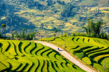 Terraced Rice Fields In Y Ty, Sapa, Laocai, Vietnam Prepare The Harvest