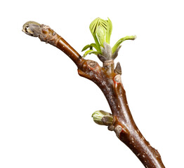 walnut bud at spring