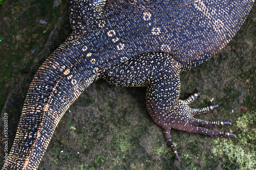 Fotomural Monitor lizards (Varanus) on the rock