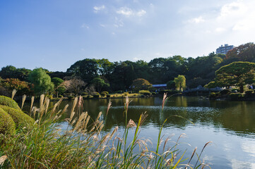 Wall Mural - 東京都新宿区にある公園の秋の景色