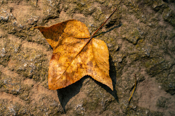 Close view of yellow leaf on the ground at autumn time.