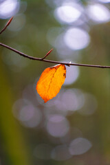 Wall Mural - autumn leaves with bokeh background 