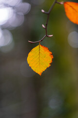 Wall Mural - autumn leaves with bokeh background 