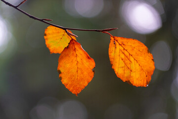 Wall Mural - autumn leaves with bokeh background 