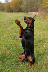 portrait of a dog,Doberman pet dog, a handsome Doberman, the dog executes the commands,
 the dog on hind legs,the black dog