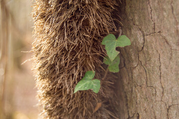 close up of a tree