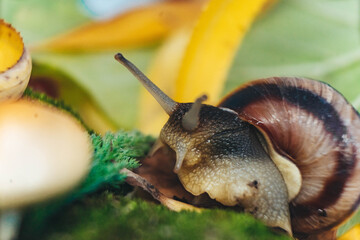 snail on a leaf