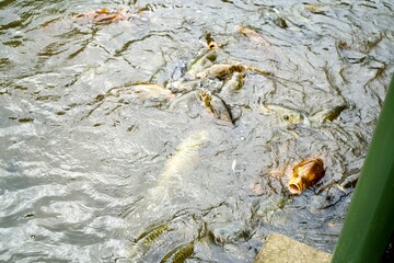 Poster - Many carps on the pond.