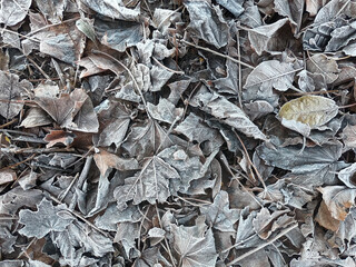 Poster - frozen autumn leaves. background for design