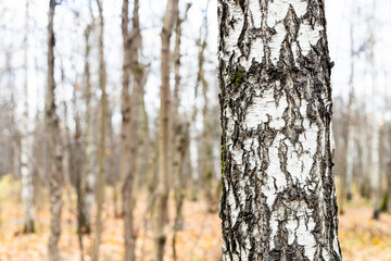 Canvas Print - natural background - old birch tree trunk close up and bare trees on blurred background in forest of